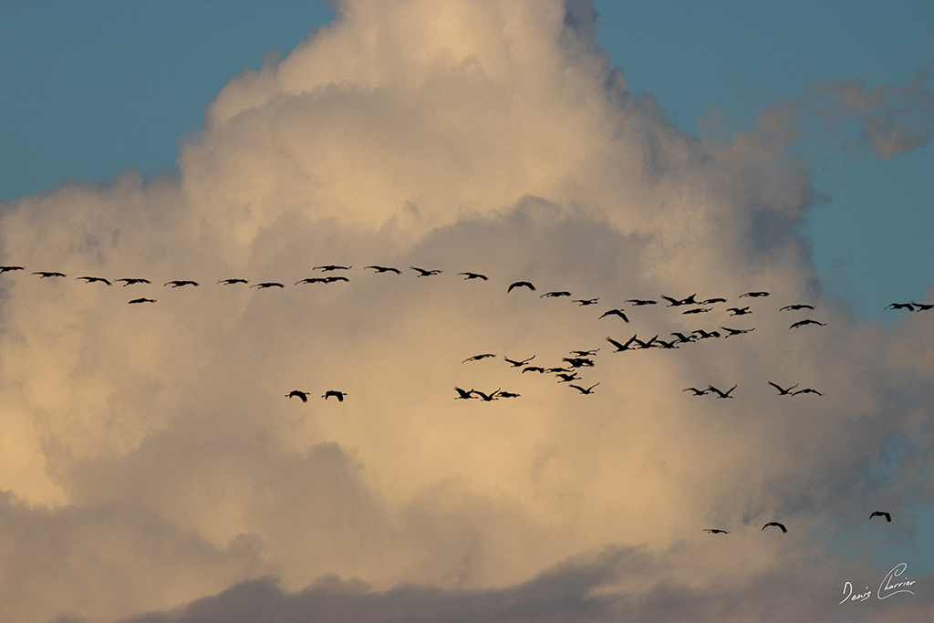 Vol de grues cendré